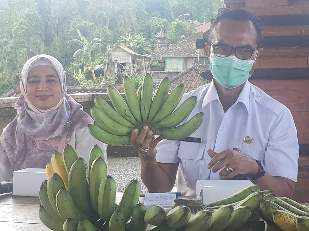 podiumnews.com-Badung-Kementan Kembangkan Pisang Varietas Baru